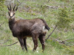 Tiere beobachten